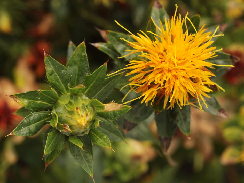 معرفی و راهنمای پرورش گیاهان دارویی - گلرنگ